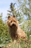 CAIRN TERRIER 124